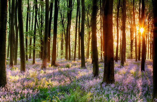 Photo Wall Mural-(5609)-SUNSET-NON WOVEN-Wallpaper-Forest Flower Glade Tress XXL