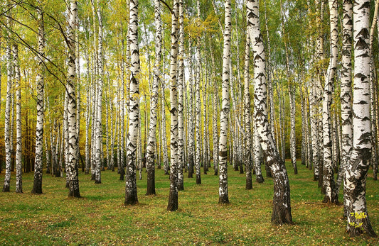 Fototapete VLIES-BIRKENWALD-(5679S)-Tapete Bäume Staude Waldfläche Forst XXL