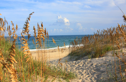 Fototapete VLIES-SANDSTRAND-(5780S)-Dune Tapete Palmen Gras Strähne XXL