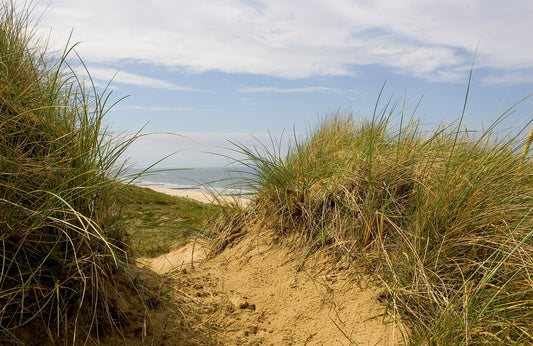 Fototapete VLIES-SANDSTRAND-(5783S)-Dune Gras Tapete XXL