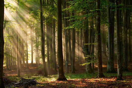 Photo Wall Mural-(613)-MORNING FOREST-NON WOVEN-Nature-Trees Wallpaper Panorama