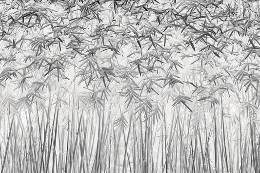 Fototapete VLIES-WALD-(6193S)-Blumen Bäume Tropisch Blätter Dschungel XXL