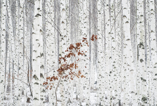 Fototapete VLIES-WALD-(6196S)-Blumen Pflanzen Bäume Tropisch Blätter XXL