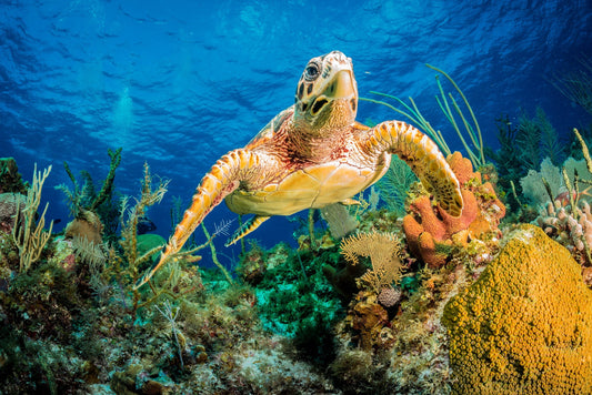 Photo Art Wall Mural-TURTLE-(6229)-NON WOVEN-Wallpaper-Sea-Life Animal Ocean XXL