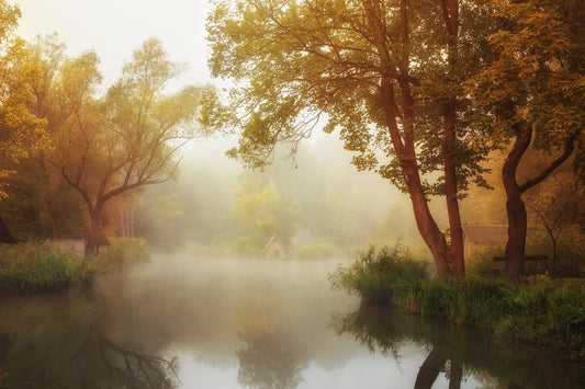 Photo Art Wall Mural-MORNING-(6316)-NON WOVEN-Wallpaper-Real Nature Tree Fog XXL