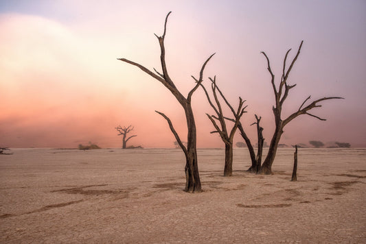 Photo Art Wall Mural-TREES IN DESERT-(6347)-NON WOVEN-Wallpaper-Real Sky Sky XXL
