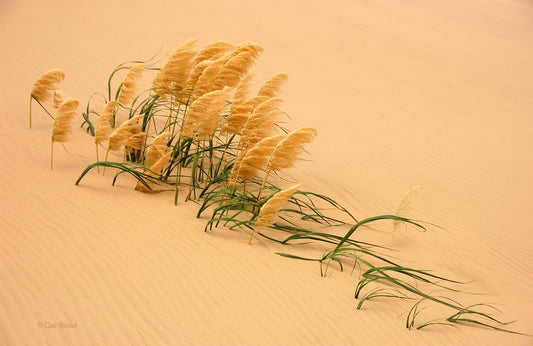 Photo Art Wall Mural-SANDWEED-(6442)-NON WOVEN-Wallpaper-Nature Ocean Vibes XXL