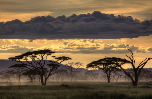 Photo Art Wall Mural-SAVANNAS-(6443)-NON WOVEN-Wallpaper-Nature Sunset Vibes XXL