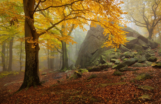 Photo Art Wall Mural-AUTUMN FOREST-(6460)-NON WOVEN-Wallpaper-Yellow Nature Tree Trunks XXL