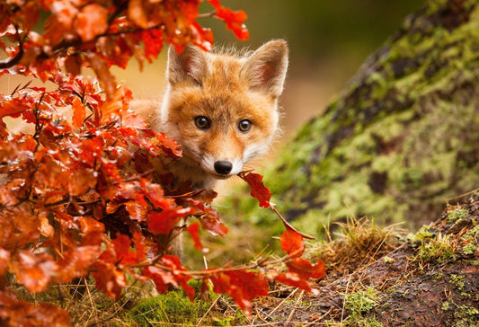 Photo Art Wall Mural-FOXY BABY-(6465)-NON WOVEN-Wallpaper-Nature Animals Red XXL