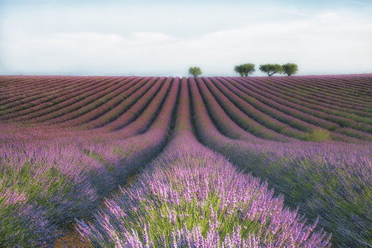 Photo Art Wall Mural-LAVENDER FIELD-(6467)-NON WOVEN-Wallpaper-Nature Flower XXL