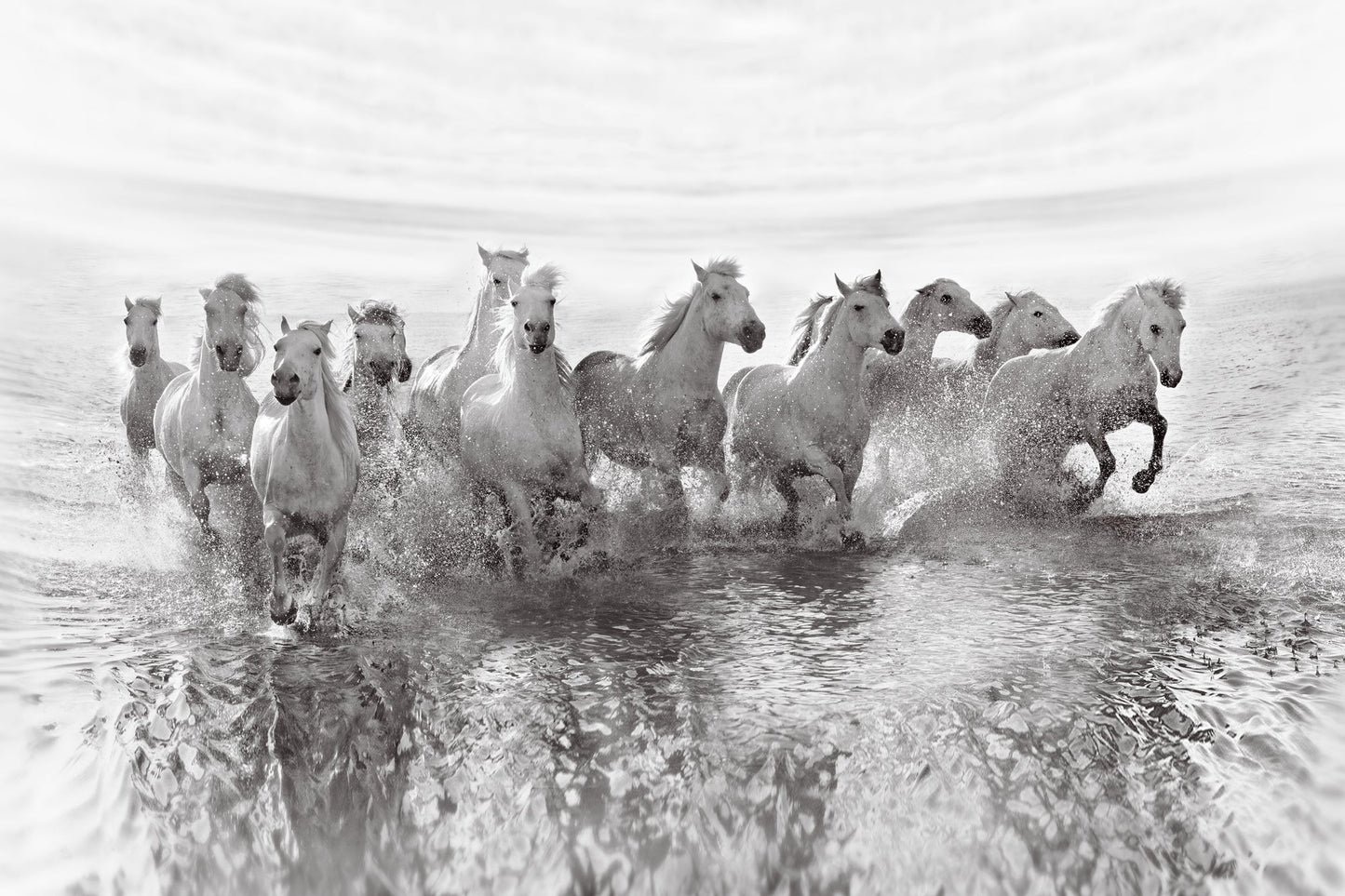 Photo Art Wall Mural-WHITE HORSES-(6469)-NON WOVEN-Wallpaper-Animals Pony in XXL