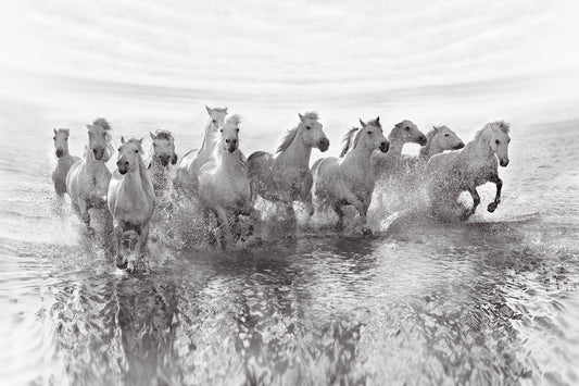 Photo Art Wall Mural-WHITE HORSES-(6469)-NON WOVEN-Wallpaper-Animals Pony in XXL