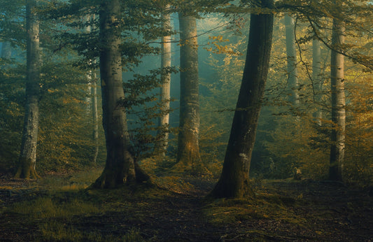 Photo Art Wall Mural-MISSTY FOREST-(6484)-NON WOVEN-Wallpaper-Tree-Trunk Fog XXL