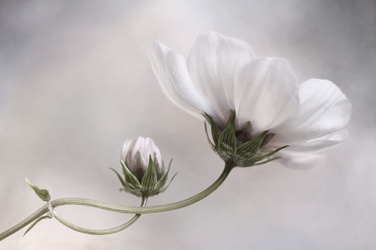 Photo Art Wall Mural-FLOWERS-(6512)-NON WOVEN-Wallpaper-Realistic Blossom In XXL