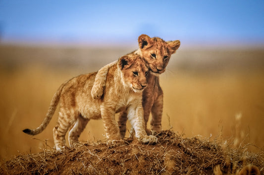 Photo Art Wall Mural-LION CUBS-(6513)-NON WOVEN-Wallpaper-Animals Wild Tiger XXL