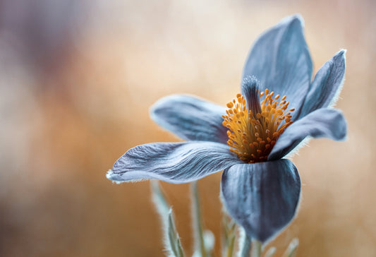 Photo Art Wall Mural-FLOWERS-(6518)-NON WOVEN-Wallpaper-Realistic Blossom In XXL