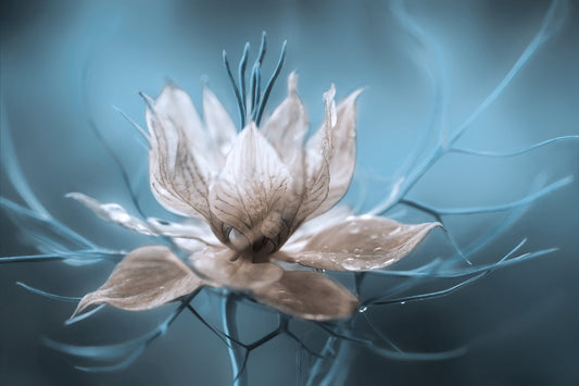 Photo Art Wall Mural-FLOWERS-(6520)-NON WOVEN-Wallpaper-Realistic Blossom In XXL