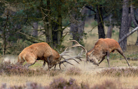 Photo Art Wall Mural-DEAR MAJESTIC DEER-(6525)-NON WOVEN-Wallpaper-Realistic XXL