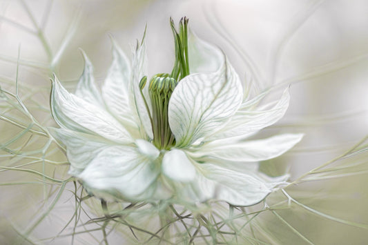Photo Art Wall Mural-FLOWERS-(6531)-NON WOVEN-Wallpaper-Realistic Blossom XXL