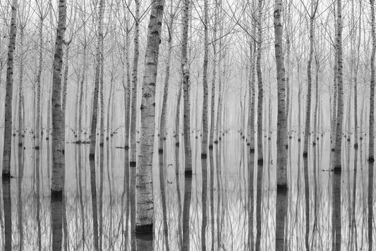 Photo Art Wall Mural-FOREST-(6535)-NON WOVEN-Wallpaper-Easy Install XXL