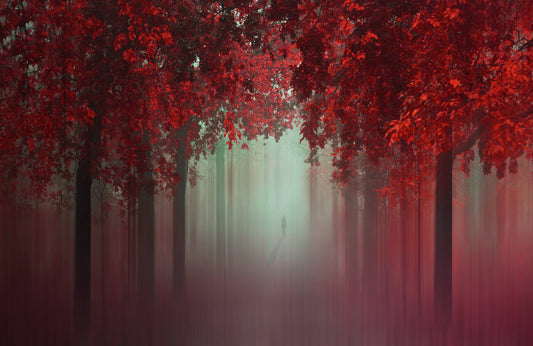 Photo Art Wall Mural-AUTUMN ARCH-(6536)-NON WOVEN-Wallpaper-Nature Tree Fog XXL