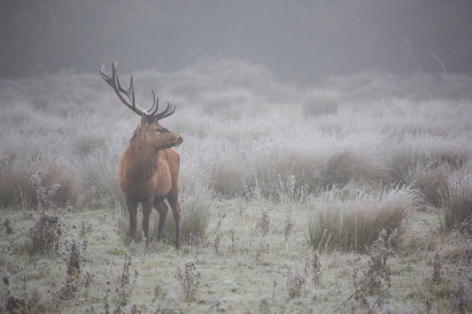 Photo Art Wall Mural-RED DEER-(6543)-NON WOVEN-Wallpaper-Snow Nature Animals XXL