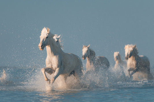 Photo Art Wall Mural-WHITE HORSES-(6563)-NON WOVEN-Wallpaper-Nature Sky Sea XXL