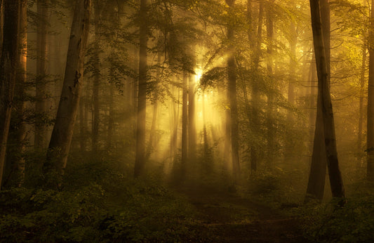 Photo Art Wall Mural-DUSK FOREST-(6567)-NON WOVEN-Wallpaper-Nature Sky Trees XXL