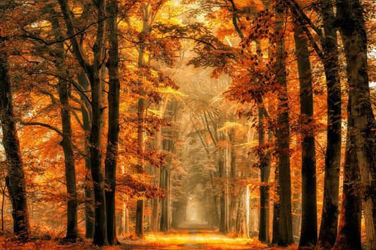 Photo Art Wall Mural-TREES ARCH-(6574)-NON WOVEN-Wallpaper-Nature Autumn Sun XXL