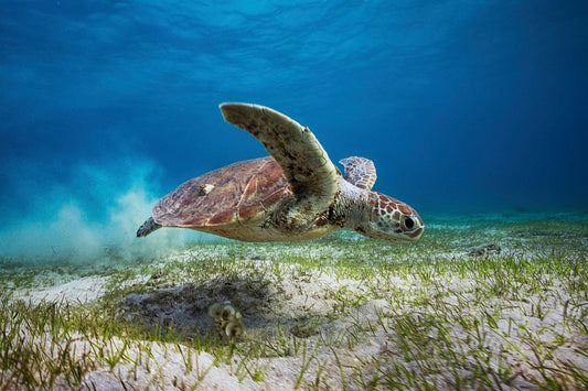 Photo Art Wall Mural-TURTULE LIFE-(6580)NON WOVEN-Wallpaper-Nature Animal Sealife XXL
