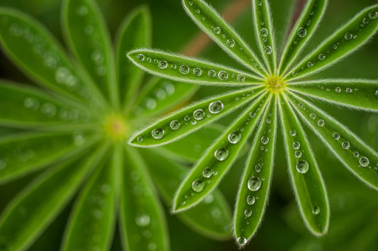 Photo Art Wall Mural-DROPS ON PLANT-(6582)-NON WOVEN-Wallpaper-Nature Water XXL