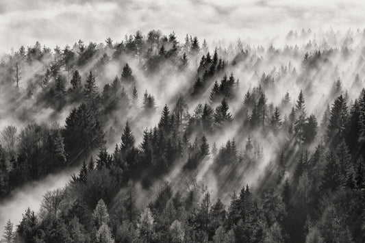 Photo Art Wall Mural-MOUNTAIN TREES-(6591)-NON WOVEN-Wallpaper-Steam Fog B&W XXL