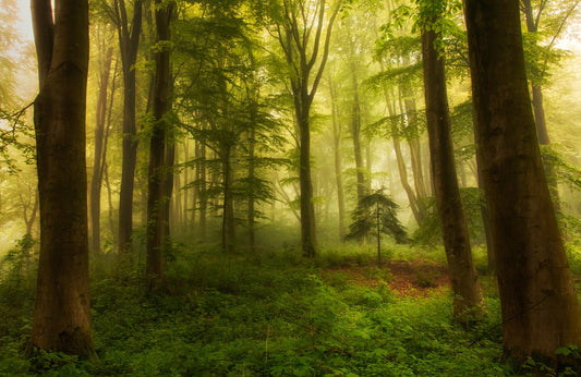 Photo Art Wall Mural-MORNING FOREST-(6598)-NON WOVEN-Wallpaper-Nature XXL