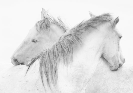 Photo Art Wall Mural-HORSE HUG-(6600)-NON WOVEN-Wallpaper-Stallion Pony B&W XXL