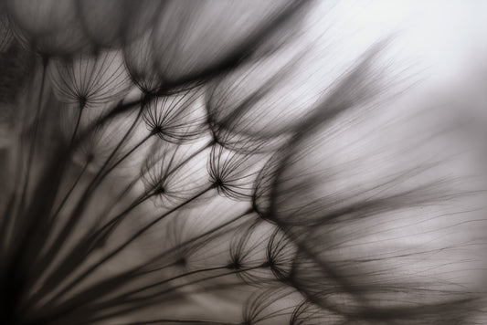 Photo Art Wall Mural-INSIDE DANDELION-(6624)-NON WOVEN-Wallpaper-Flower B&W XXL