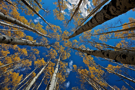 Photo Art Wall Mural-TOP OF TREES-(6626)-NON WOVEN-Wallpaper-Sky Trunks Blue XXL