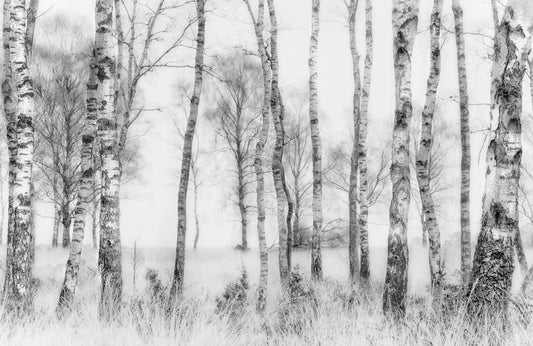 Photo Art Wall Mural-BIRCH FOREST-(6629)-NON WOVEN-Wallpaper-Sky Tree Trunks XXL