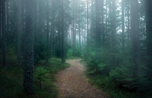 Photo Mural Art Wallpaper-MISTY FOREST-(6667)-NON WOVEN-Tree Dusk Dawn Path XXL