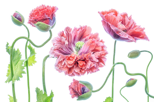Fototapete VLIES-MOND BLUME-(6739S)-Rot Nach Mass-Wand-Mohn Aquarell Kunst XXL
