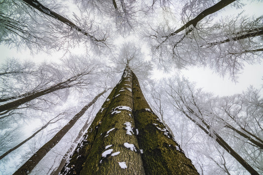 Fototapete VLIES-BAUM VON OBEN-(6740S)-Winter Wald Nach Mass-Wand-Bäume XXL