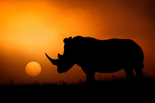 Photo Art Wall Mural-SUNSET RINO-(6903)-NON WOVEN-Wallpaper-Amaz-On-Home-Deco XXL