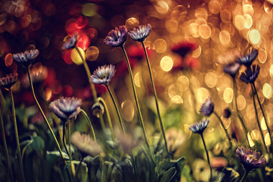 Photo Art Wall Mural-SPRING GARDEN-(6906)-NON WOVEN-Wallpaper-Home Place XXL