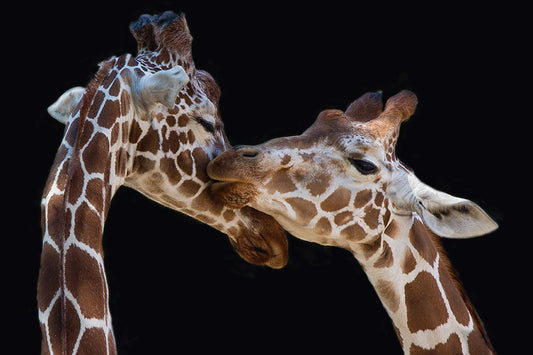Photo Art Wall Mural-GIRAFFE KISS-(6909)-NON WOVEN-Wallpaper-Amazing-On-Home-Deco XXL