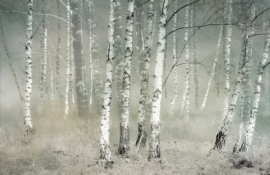 Photo Wall Mural-BIRCH FOREST MIST-(7984)-NON WOVEN-Wallpaper-Trees Nature XXL