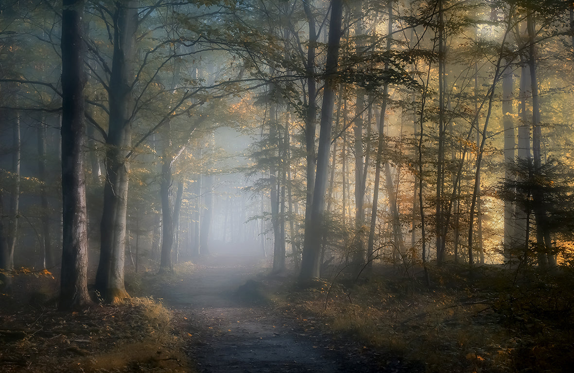 Photo Wall Mural-(8403)-MISTY FOREST-NON WOVEN-Wallpaper-Trees Design Fog XXL