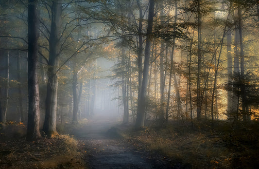Photo Wall Mural-(8403)-MISTY FOREST-NON WOVEN-Wallpaper-Trees Design Fog XXL